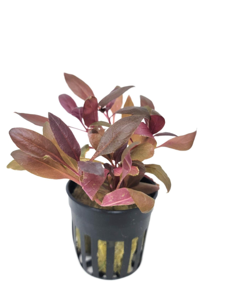 Alternanthera reineckii 'Mini' - potted