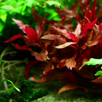 Alternanthera reineckii 'Rosanervig' - potted
