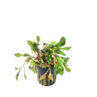 Alternanthera bettzickiana red - potted