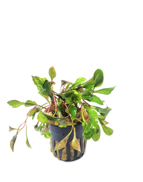 Alternanthera bettzickiana red - potted
