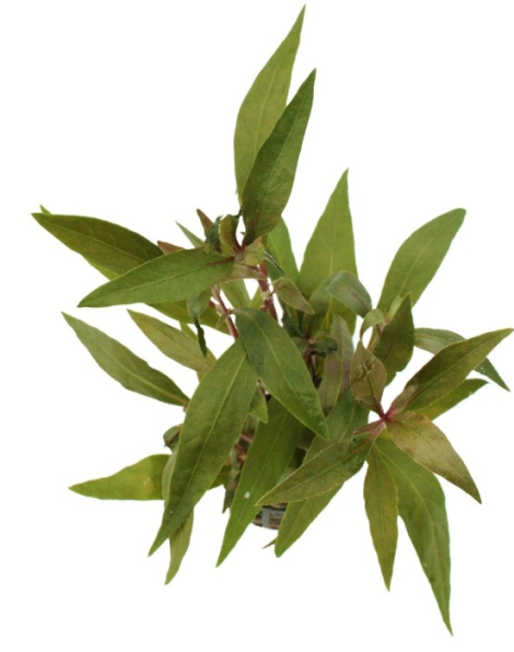 Alternanthera reineckii rosaefolia - potted