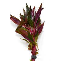 Alternanthera cardinalis - potted