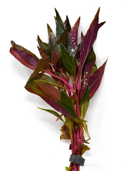 Alternanthera cardinalis - potted