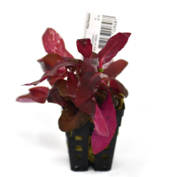 Alternanthera cardinalis double red - potted