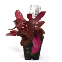 Alternanthera cardinalis double red - potted