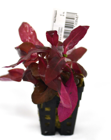 Alternanthera cardinalis double red - potted