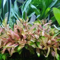 Alternanthera amabilis tricolor - potted