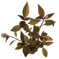 Alternanthera reineckii 'Purple' - potted