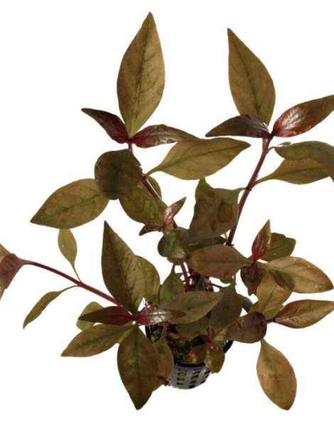 Alternanthera reineckii 'Purple' - potted