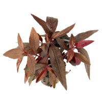 Alternanthera sessilis - potted