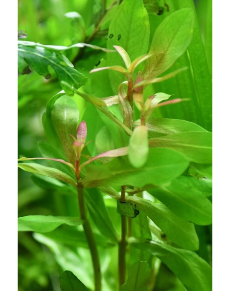 Ammannia senegalensis - potted