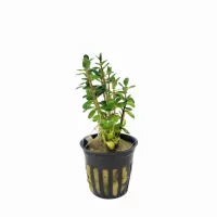 Rotala indica 'Bonsai'  - potted