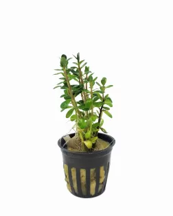 Rotala indica 'Bonsai'  - potted