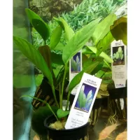 Anubias congensis - potted