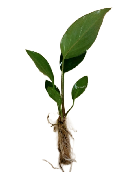 Anubias hastifolia - potted