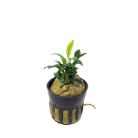 Anubias Chili Mini - potted