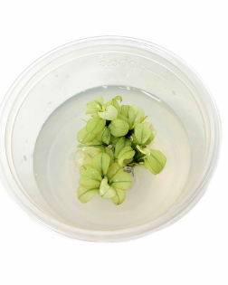 Anubias nana 'Ice'  - tissue culture