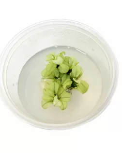 Anubias nana 'Ice'  - tissue culture