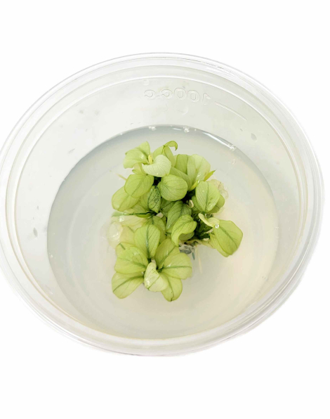 Anubias nana 'Ice'  - tissue culture