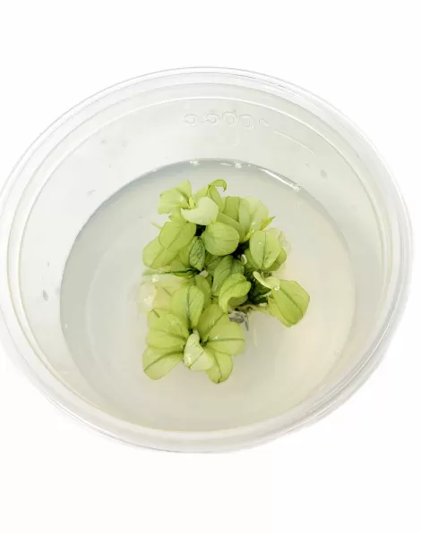 Anubias nana 'Ice'  - tissue culture