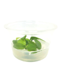 Anubias nana Golden - tissue culture