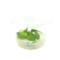 Anubias nana Golden - tissue culture