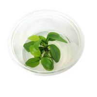Anubias nana Golden - tissue culture