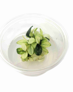 Anubias barteri var. nana 'pinto'  - tissue culture