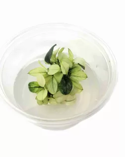 Anubias barteri var. nana 'pinto'  - tissue culture