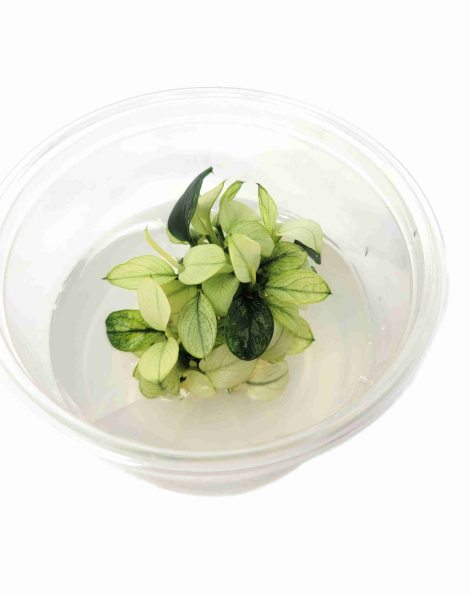 Anubias barteri var. nana 'pinto'  - tissue culture