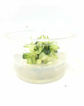Anubias barteri var. nana 'pinto'  - tissue culture