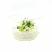 Anubias barteri var. nana 'pinto'  - tissue culture