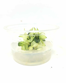 Anubias barteri var. nana 'pinto'  - tissue culture