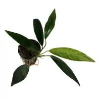 Anubias afzelii - potted