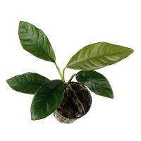 Anubias  barteri var. coffeefolia - potted
