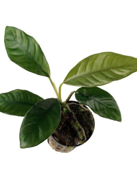 Anubias  barteri var. coffeefolia - potted