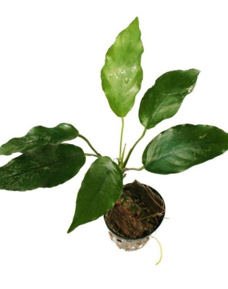 Anubias heterophylla - potted