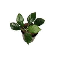 Anubias barteri var. nana - potted