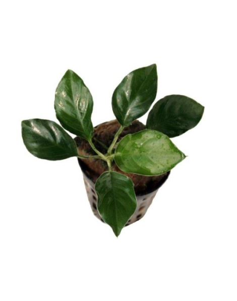 Anubias barteri var. nana - potted