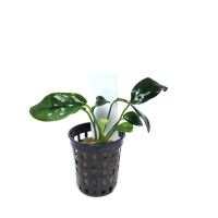 Anubias nana 'Bonsai' - potted