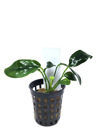 Anubias nana 'Bonsai' - potted