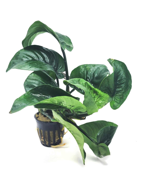 Anubias barteri 'Butterfly' - potted