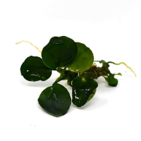 Anubias 'Golden Coin' - potted