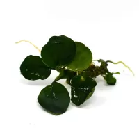 Anubias 'Golden Coin' - potted