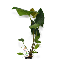 Anubias gracilis - potted