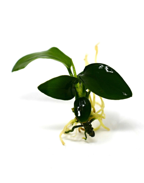 Anubias mini - potted