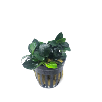 Anubias nana 'Petite Round' - potted