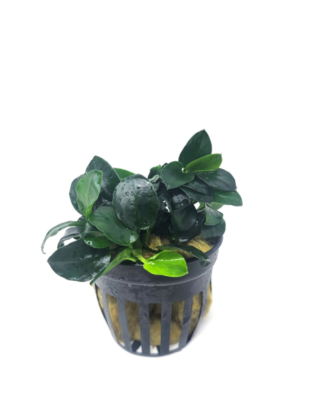 Anubias nana 'Petite Round' - potted