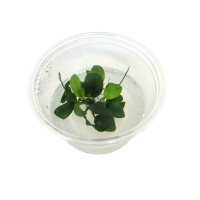 Anubias nana 'Petite' - tissue culture