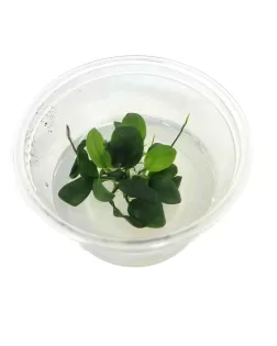 Anubias nana 'Petite' - tissue culture